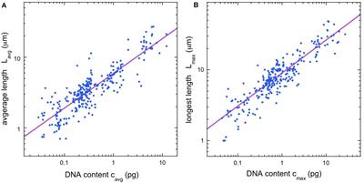 Scaling Laws for Mitotic Chromosomes